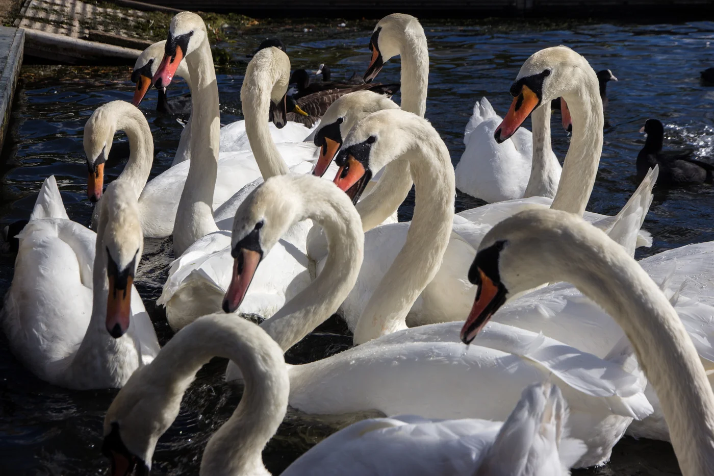 A group of white swans on Wimbledon Park Lake