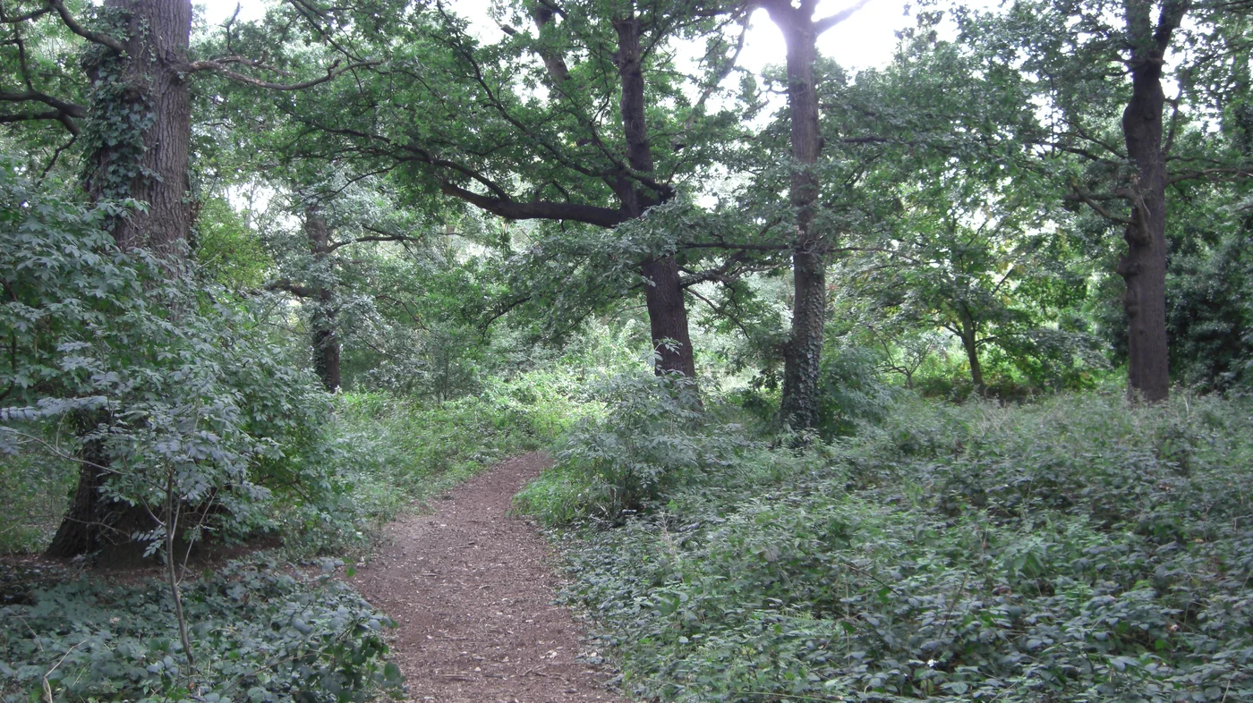 Leafy woodland path through Horse Close Wood in Wimbledon Park