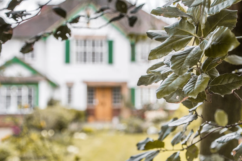 Leafy branches framing a white house with green shutters